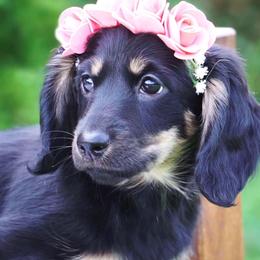 Dachshund Puppies from Liberty Acres OK