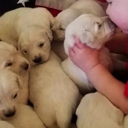 Golden Retriever Puppies from Family Raised Goldens