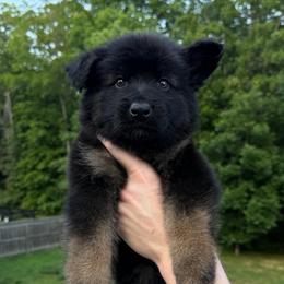 Green - Black and red male German Shepherd puppy in Tennessee from Chattanooga Tn German Shepherds