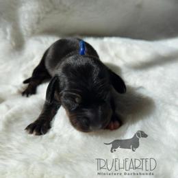Ross - Black and tan male Dachshund puppy in Royse City, Texas from Truehearted Miniature Dachshunds
