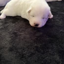 Boy 1 - White male Samoyed puppy in Glasgow, Kentucky from Bluegrass Samoyeds