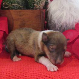 Dasher - Sable and white male Collie puppy in Morocco, Indiana from Collegiate Bassets and Rheign Collies