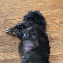 Boo - Shih Tzu