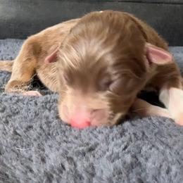 Eevee - Red tri-color female Australian Shepherd puppy in Chaplin, Connecticut from Mystic Moon