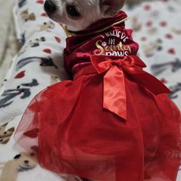 Chihuahua Puppies from Pretty Little Chis