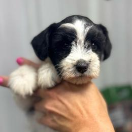 Moana - Red Girl - Parti female Miniature Schnauzer puppy in Oneonta, Alabama from Murphree Valley Kennels
