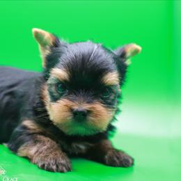 Yorkshire Terrier Puppies from Essence of Grace Yorkies