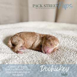 Doohickey - Apricot male Goldendoodle puppy in Paxville, South Carolina from Pack Street Pups