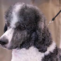 Poodles from WindSwept Poodles