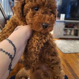 Timmy - Red  male Poodle puppy in Pottersville, Missouri from Miller Poodles