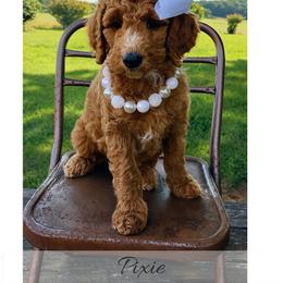 Pixie - Red  female Goldendoodle puppy in State Road, North Carolina from Must Love Doodles