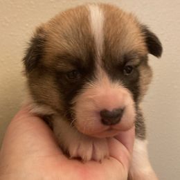 Pembroke Welsh Corgi puppies from Whistling Wind Corgi’s