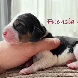 Fuchsia Girl - Black white and tan female Beagle puppy in Grantsville, Maryland from Fable & Fern Beagles