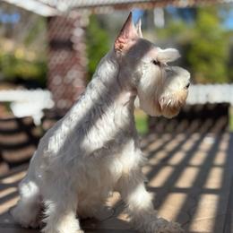 Zoe - White female Miniature Schnauzer puppy in Wildomar, California from My Angel Schnauzers