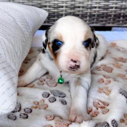 Australian Shepherd Puppies from Raybell Ridge Farm