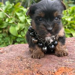 Boy 3 - Black and gold male Yorkshire Terrier puppy in Taylorsville, North Carolina from SilverLining highlands and hounds