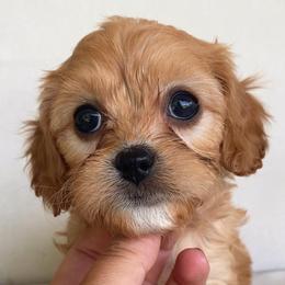 Sandy - Apricot female Cavapoo puppy in Van Alstyne, Texas from Home Grown Puppies
