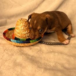 Bates - Chocolate and tan male Chihuahua puppy in Seneca, Missouri from Stephanie’s Puppy Colony