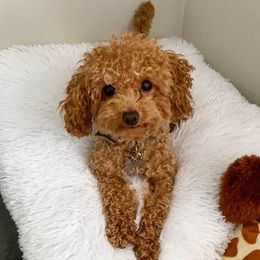 Curry - Poodle