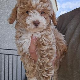 Penelope - Cream female Cavapoo puppy in Tucson, Arizona from Ever After Doodles Arizona