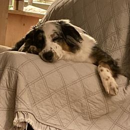 Australian Shepherds from Sullivan Australian Shepherds