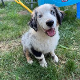 Lola - Dilute blue female Australian Shepherd puppy in Camas, Washington from Sayre Australian Shepherds