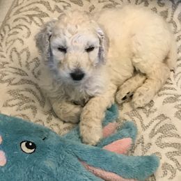 Poodles from Scotch Corner Standard Poodles