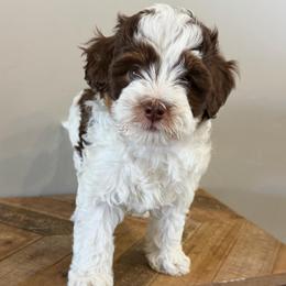 Everest - Tri-color male Bernedoodle puppy in Horseshoe Bend, Idaho from Over the Moon Poodles and Doodles