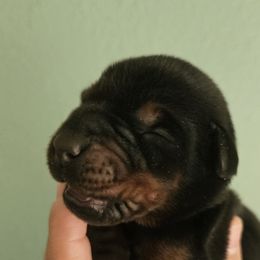Doberman Pinscher Puppies from Franklin Dobermans