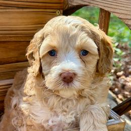 Mr Red Collar - Caramel male Australian Labradoodle puppy in Mount Gilead, North Carolina from Tillery Labradoodles