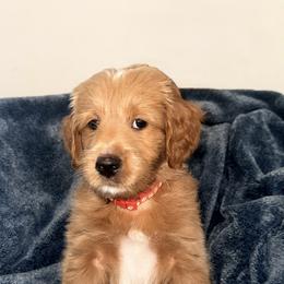 Boy 5 - male Goldendoodle puppy in Ball Ground, Georgia from Skye Blue Goldendoodles