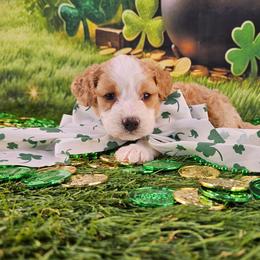 Goldie - Yellow and white female Bernedoodle puppy in Mckinney, Texas from M2 Bernedoodles
