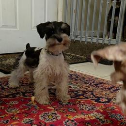 Spot - Parti male Miniature Schnauzer puppy in Panama City, Florida from Emerald Coast Schnauzers