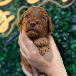 Lily Pad - Red  female Goldendoodle puppy in Moreno Valley, California from Rainbow SoCal Doodles