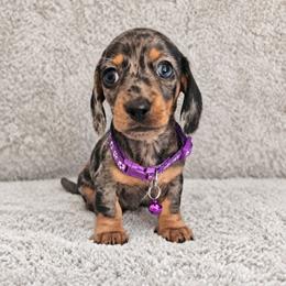 Black and tan dapple female - Dapple female Dachshund puppy in Belle Rive, Illinois from Akin's Miniature Dachshunds, LLC