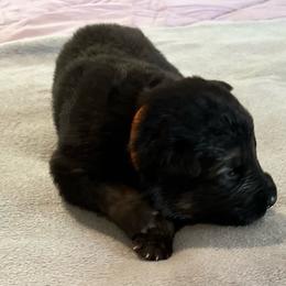 Beau- orange - Black male German Shepherd puppy in Sharon Grove, Kentucky from Julie’s Shepherds