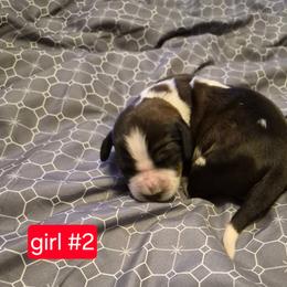 Girl 2 - Liver and white female English Springer Spaniel puppy in Socorro, New Mexico from Huntin' Buddies