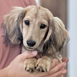 Remi is 4500dollars - Cream male Dachshund puppy in Crystal, Michigan from Mare-bella Dachshunds
