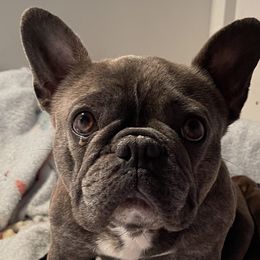 Precious  - French Bulldog