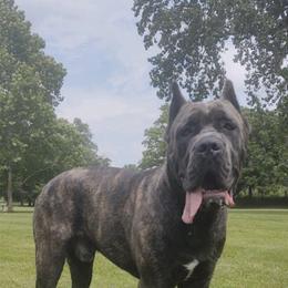 Cane Corso Puppies from Relic Cane Corso
