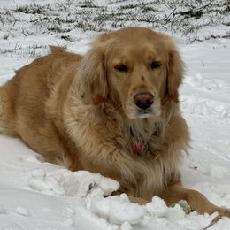 Belle - Golden Retriever