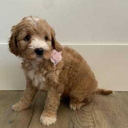 Goldendoodles and Golden Retrievers from Farmhouse Goldens