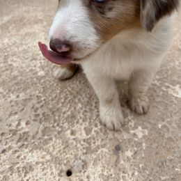 Australian Shepherd and Miniature Australian Shepherd Puppies from Wiggle Creek Aussies