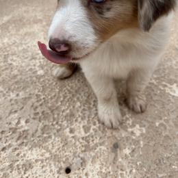Australian Shepherd and Miniature Australian Shepherd Puppies from Wiggle Creek Aussies
