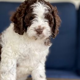 Cavapoos and Cockapoos from Rocky Road Puppies