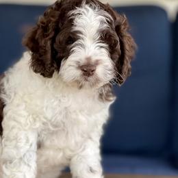 Cavapoos and Cockapoos from Rocky Road Puppies