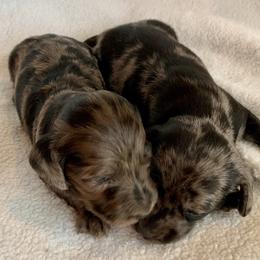 Dachshund puppies from MJ Lil’ Cherokee Paws