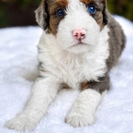 Winnie - Blue merle female Bernedoodle puppy in Vacaville, California from Starlight Goldendoodles