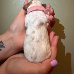 Lady Liberty - Lemon and white female English Springer Spaniel puppy in Williston, Florida from Parks Paradise Springers