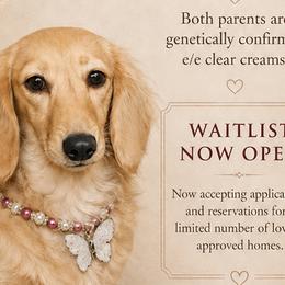 Dachshunds from Dreamy Creamy Doxies